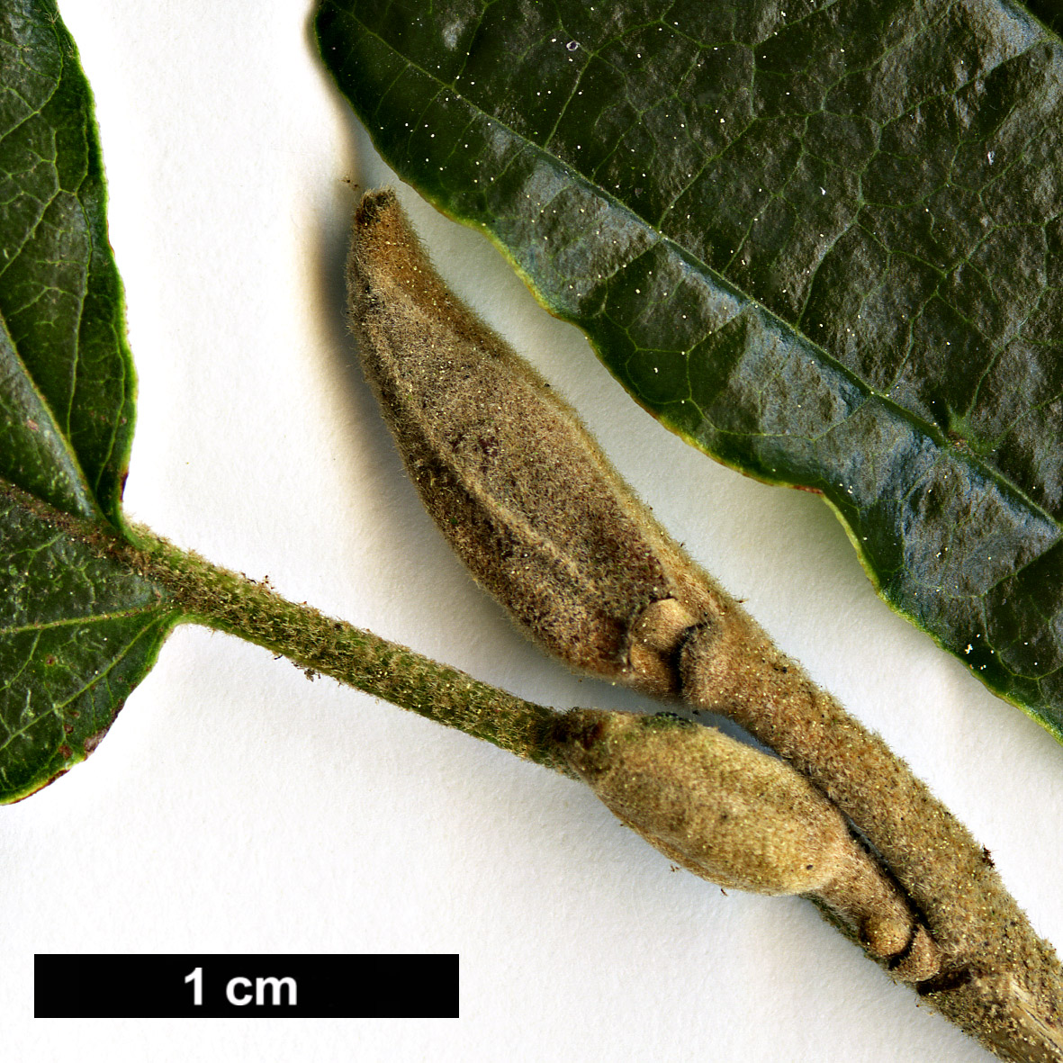 High resolution image: Family: Hamamelidaceae - Genus: Hamamelis - Taxon: japonica - SpeciesSub: var. arborea